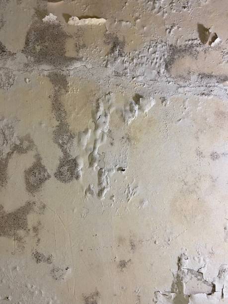 Best Residential Mold Removal  in Decatur, AR