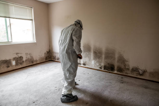 Best Emergency Mold Removal  in Decatur, AR