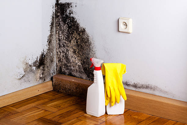 Best Best Mold Removal Companies  in Decatur, AR