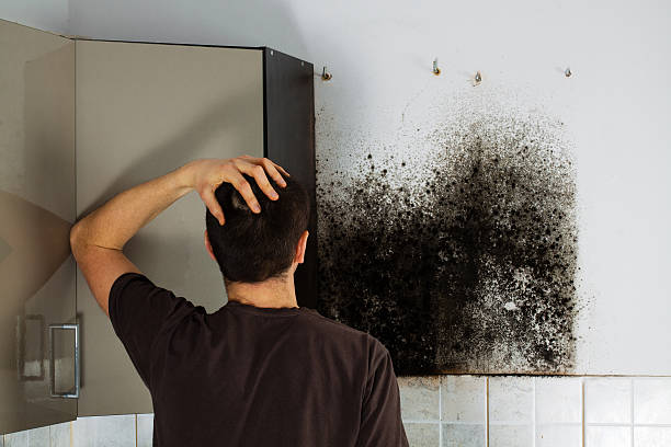 Professional Mold Removal in Decatur, AR