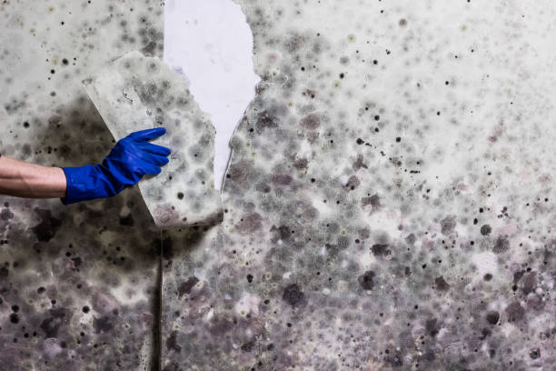 Best Home Mold Removal  in Decatur, AR